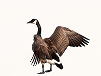 Американские  правозащитники обнаружили в парке Лонг-Айленда 