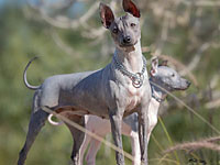 Американский голый терьер, лучший друг человека – в Израиле