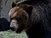 Калифорния. После пандемии возобновились турниры по гольфу. Медведь пришел поиграть