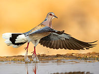 Водопой в Негеве: живая пустыня. Фотогалерея