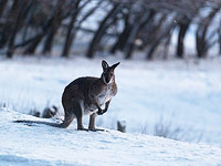 Августовский снегопад на юге Австралии. Фоторепортаж