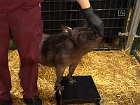 Маск представил проект Neuralink: чип для излечения болезней нервной системы. Видео