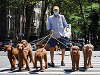 Почему собаки чаще всего хорошо понимают, что мы говорим