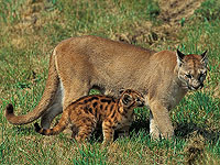 В заповедниках  Калифорнии зафиксирован 