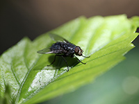 Француз, пытаясь убить муху, взорвал свой дом