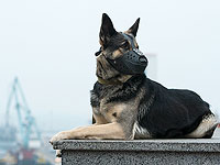 В Петербурге пес по кличке Волк Меркурий спас 15-летнюю девочку от изнасилования