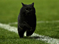 Кот сделал финиш спринтеров молодежного чемпионата Балкан более веселым