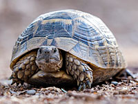 Работники рамат-ганского 