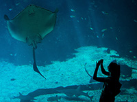 Морской дьявол посетил северное побережье Эйлата