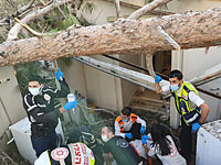 В Бней-Браке на девушку рухнуло дерево, пострадавшая в тяжелом состоянии