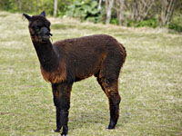 Оскар прервал матч чемпионата Англии