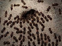 В центре Израиля обнаружен один из самых опасных в мире видов термитов