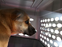 Тысячи домашних питомцев, проданных в интернете, найдены мертвыми в закрытых ящиках