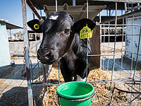 В рамках борьбы с эпидемией минздрав обяжет обогащать молоко и заменители витамином D