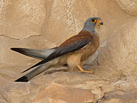 Строительство ветряной электростанции у Йокнеама отменено ради спасения степной пустельги