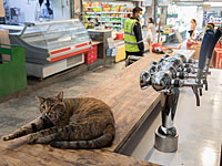 Предприниматели намерены возобновить работу, вопреки карантинным ограничениям