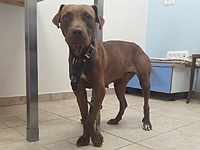 Житель Умм эль-Фахма задержан по подозрению в жестоком обращении с собакой