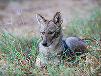 На севере страны обнаружен шакал, больной бешенством