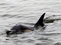 Впервые израильские ученые обнаружили дельфина, атакованного акулой