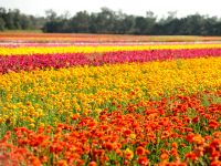 Из-за локдаунов в Европе израильские фермеры не знают, куда девать 70 миллионов цветов