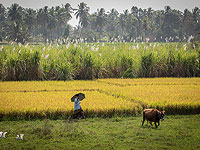 Два индийских штата объявили о сотрудничестве с Израилем в развитии сельского хозяйства