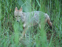 Больной бешенством шакал покусал на севере страны двух человек