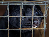 В Дании из-за мутации коронавируса начат забой 17 миллионов норок