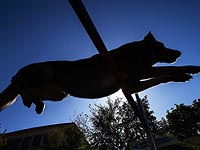 USA Today: собаки возвращаются в Белый дом после четырехлетнего перерыва