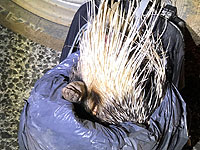 В Верхней Галилее задержаны пятеро подозреваемых в нелегальной охоте на дикобразов