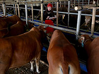 Саудовская Аравия вводит запрет на импорт турецких товаров животного происхождения