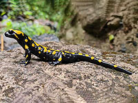 В заповеднике Баниас обнаружили редкую огненную саламандру