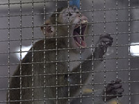 Разработка вакцины: скоро может возникнуть нехватка обезьян