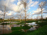 Из-за неисправности трубопровода, канализационные воды текут в ручей Полег