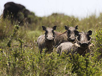 Возле мошава Манот мотоциклист врезался в дикого кабана