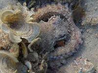 Морские обитатели рядом с нами. Подводный мир по-соседству с Бат-Ямом