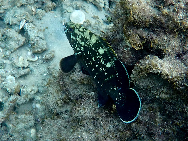 Каменный окунь (grouper, Epinephelus) Каменный окунь (grouper, Epinephelus)