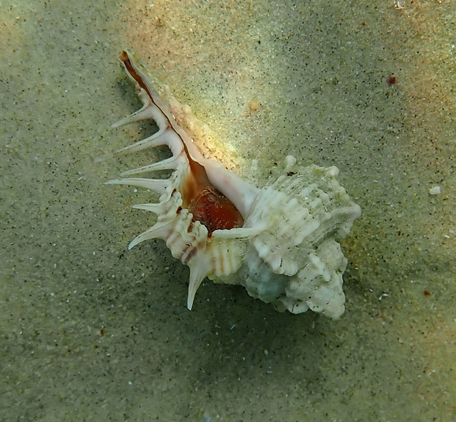 Раковина Гребень Венеры (Murex pecten) Раковина Гребень Венеры (Murex pecten)