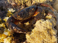 Каменный краб (Eriphia verrucosa)