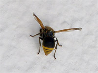 Одна маленькая оса может подвергать опасности самолеты