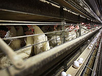 В Бельгии и Норвегии зафиксированы вспышки птичьего гриппа