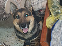 Овчарка по кличке Цезарь помогла обнаружить оружие в Хевроне