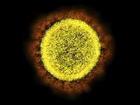 Пандемия коронавируса показывает, что происходит, когда связь человека, животного и окружающей среды теряет равновесие