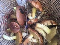 Начало грибного сезона в Израиле. Присылайте ваши фотографии