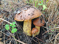 Начало грибного сезона в Израиле. Фоторепортаж 2020 года