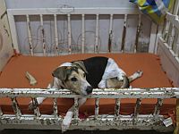 Житель Баане задержан за издевательство над собаками и незаконную охоту на дикобразов