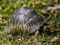 68 черепах, освобожденных из 