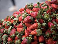 Министерство сельского хозяйства: клубника, выращенная в Газе, опасна для здоровья