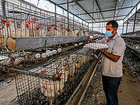 Экономическая комиссия Кнессета увеличила квоту на производство яиц