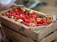 Министерство сельского хозяйства уничтожило 8 тонн клубники из сектора Газы