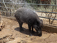 В лесу Офер женщина подверглась атаке дикого кабана